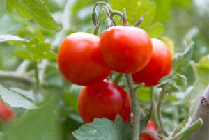 pomodoro Dieta mediterranea e pomodoro