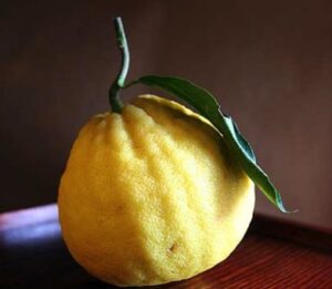 Bergamotto, l'agrume della Calabria Jonica